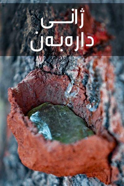 دۆکیومێنتاری _ ژانی دارەبەن